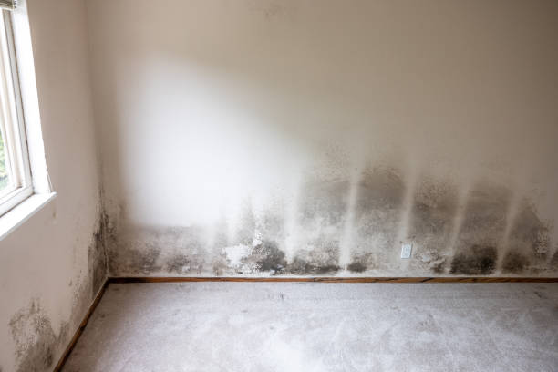 Dehumidification Services in Franklin Square, NY